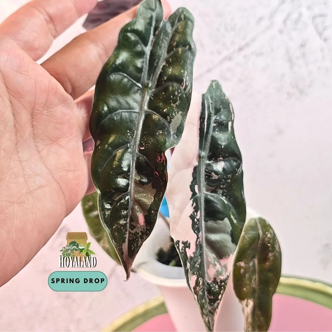 Established corm-grown Alocasia chantrieri Pink Variegata in a self-watering pot showing metallic scalloped leaves with candy-pink marbling and burgundy reverse