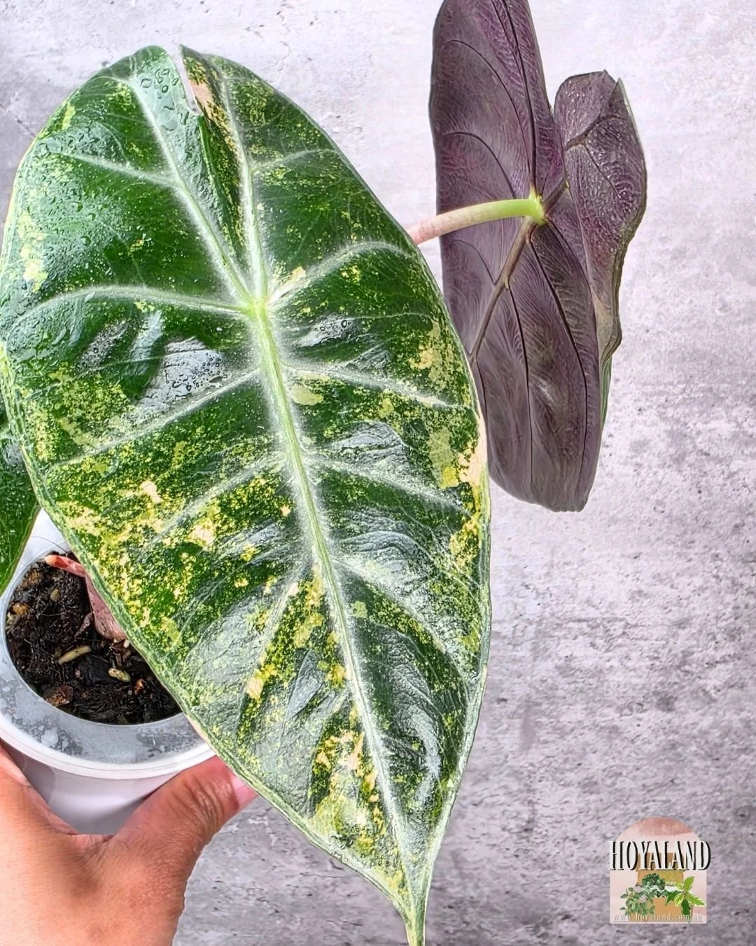 🌞 Alocasia Nairobi Nights Aurea Corming Stage  🎇