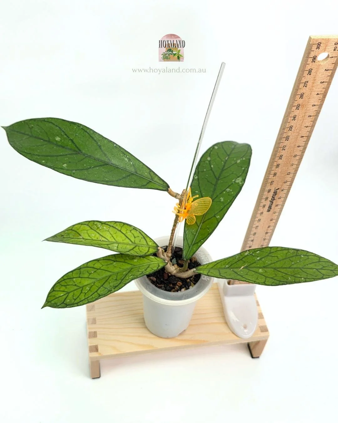 Hoya Tanggamus Narrow fORM (1).jpg