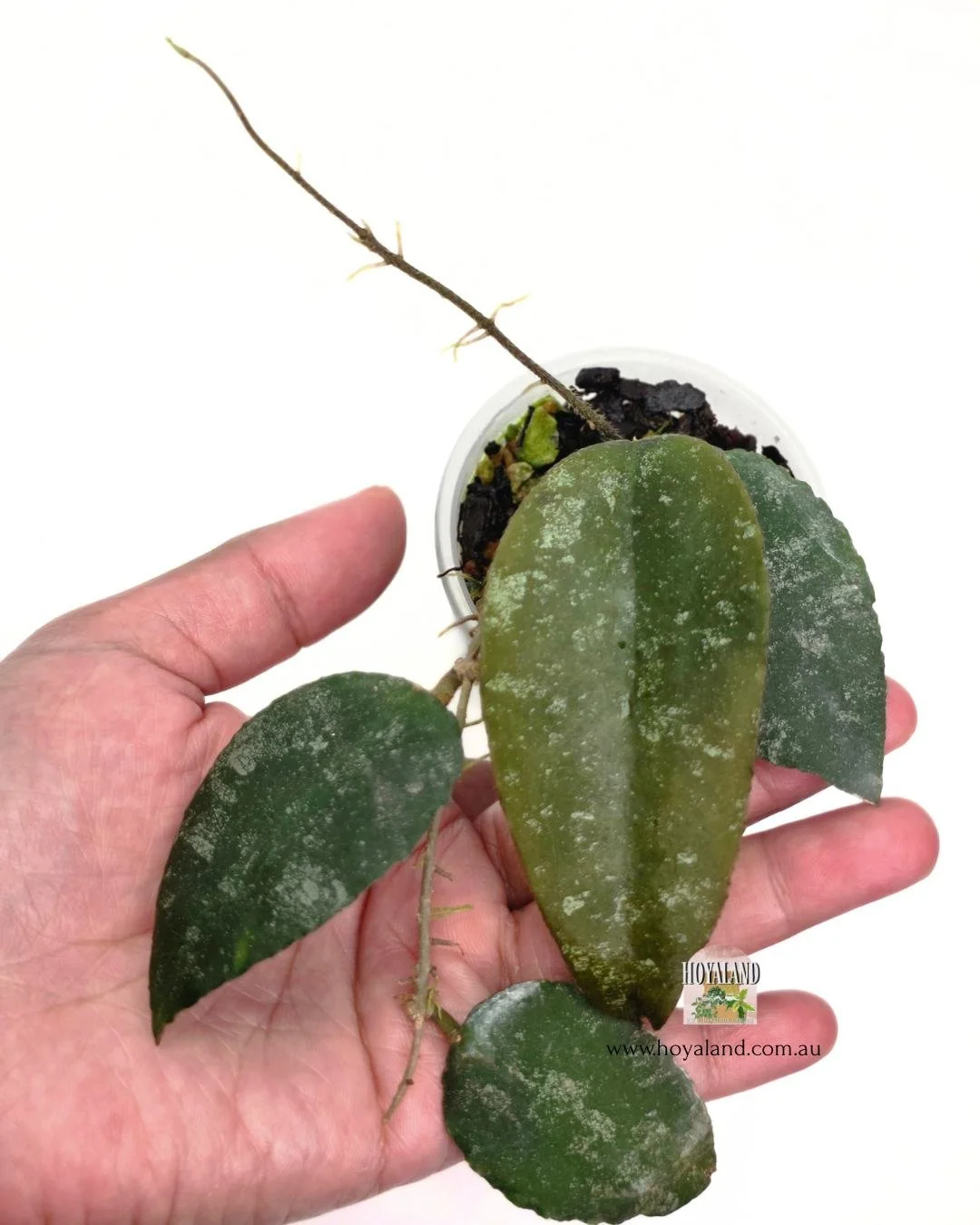 Hoya caudata b (4).jpg