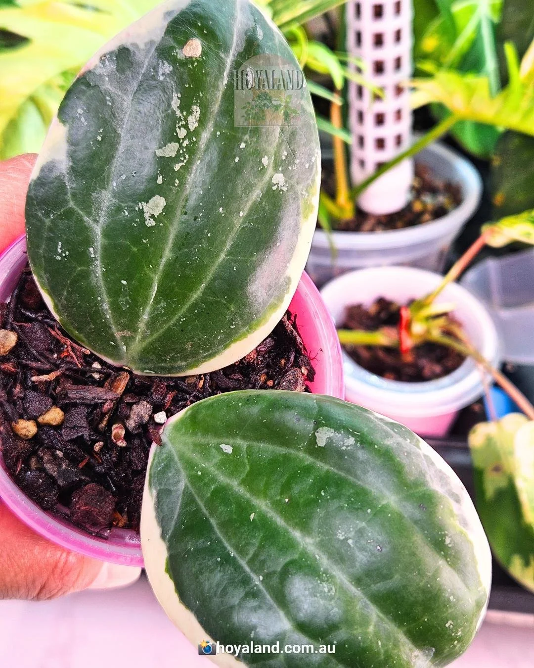 latifolia round albo.jpg