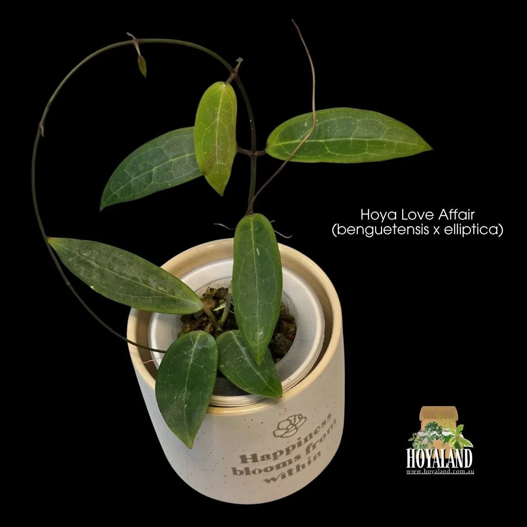 Hoya Love Affair benguetensis x elliptica hybrid showing heavily veined thick lance-shaped foliage