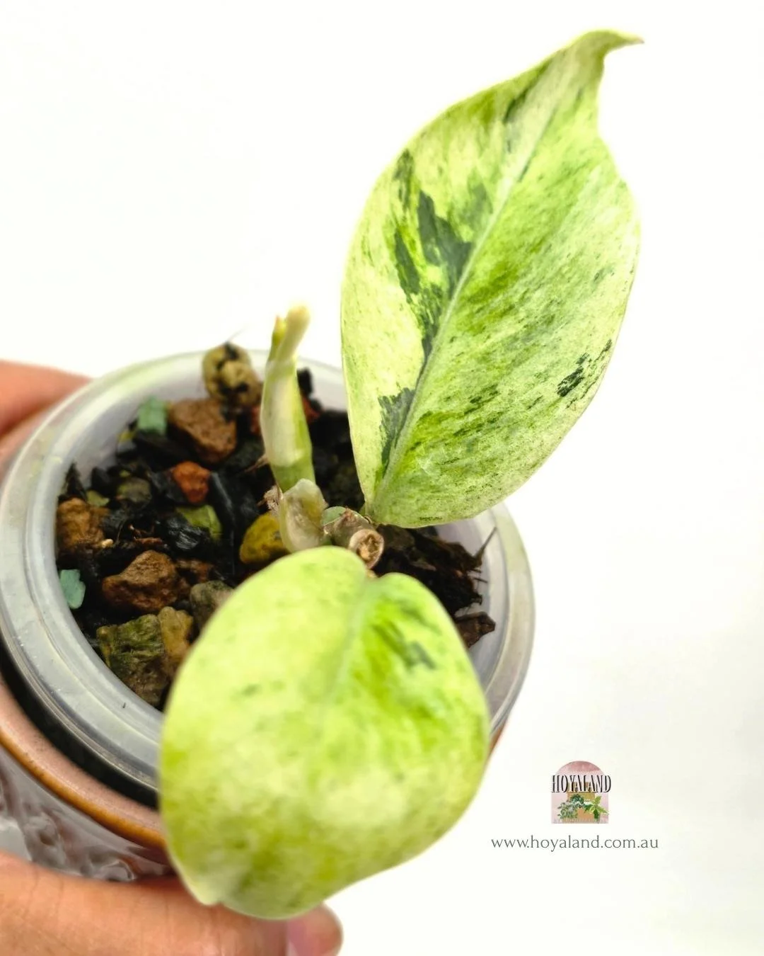 Rhaphidophora elliptifolia variegata (3).jpg