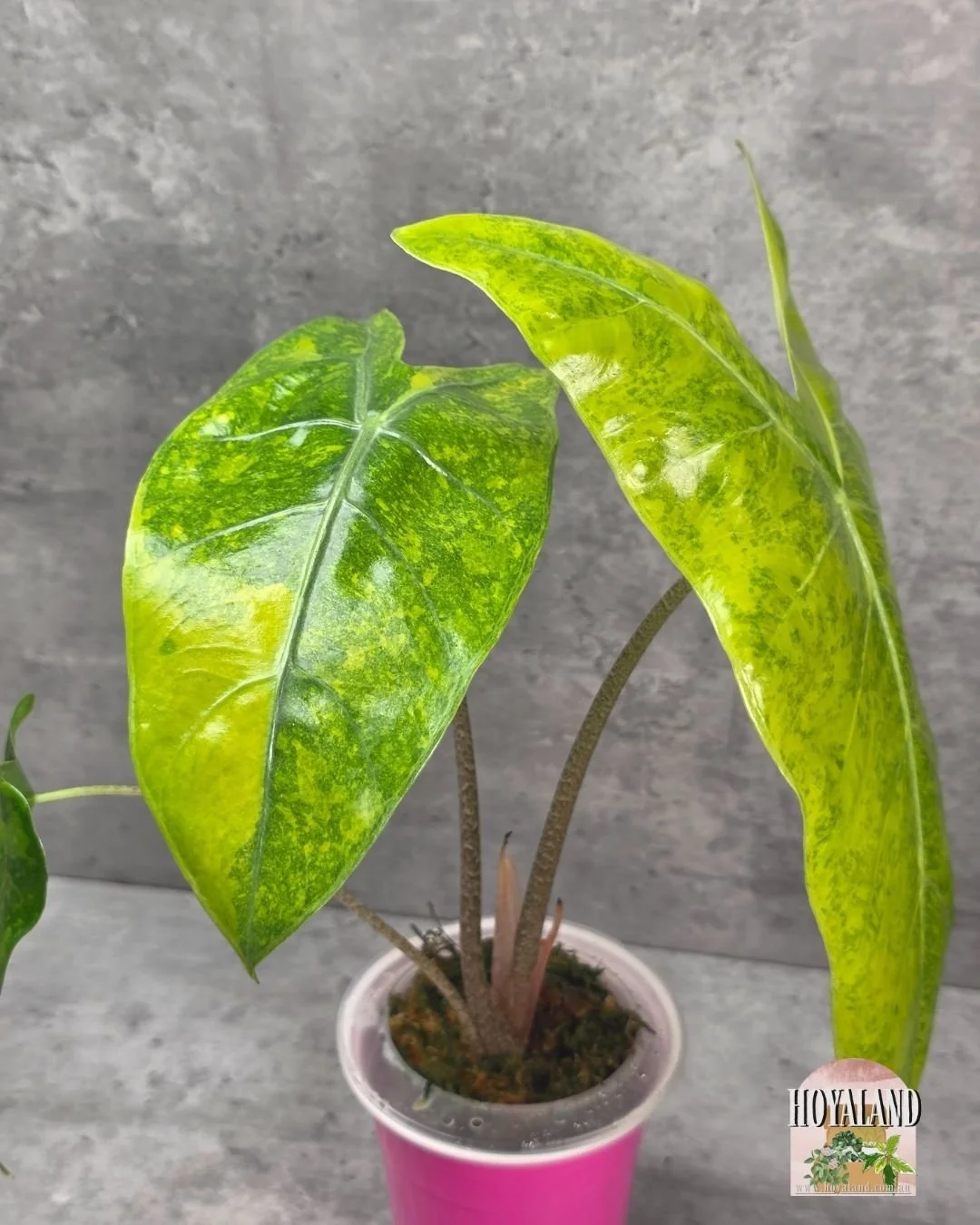 Alocasia longiloba lemon lime (2).jpg