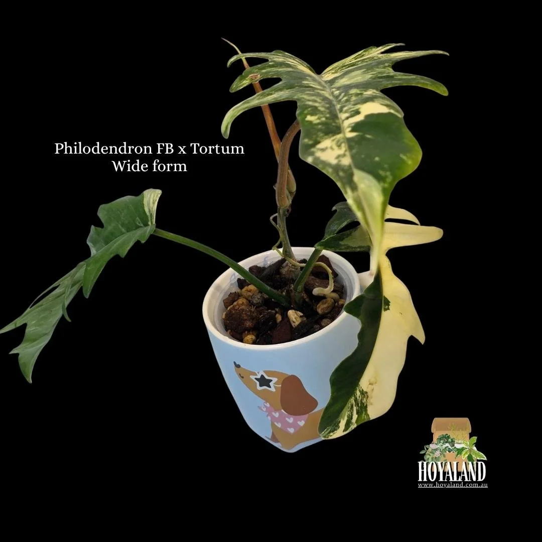 ⛄ Philodendron Florida Beauty X Tortum Wide Form