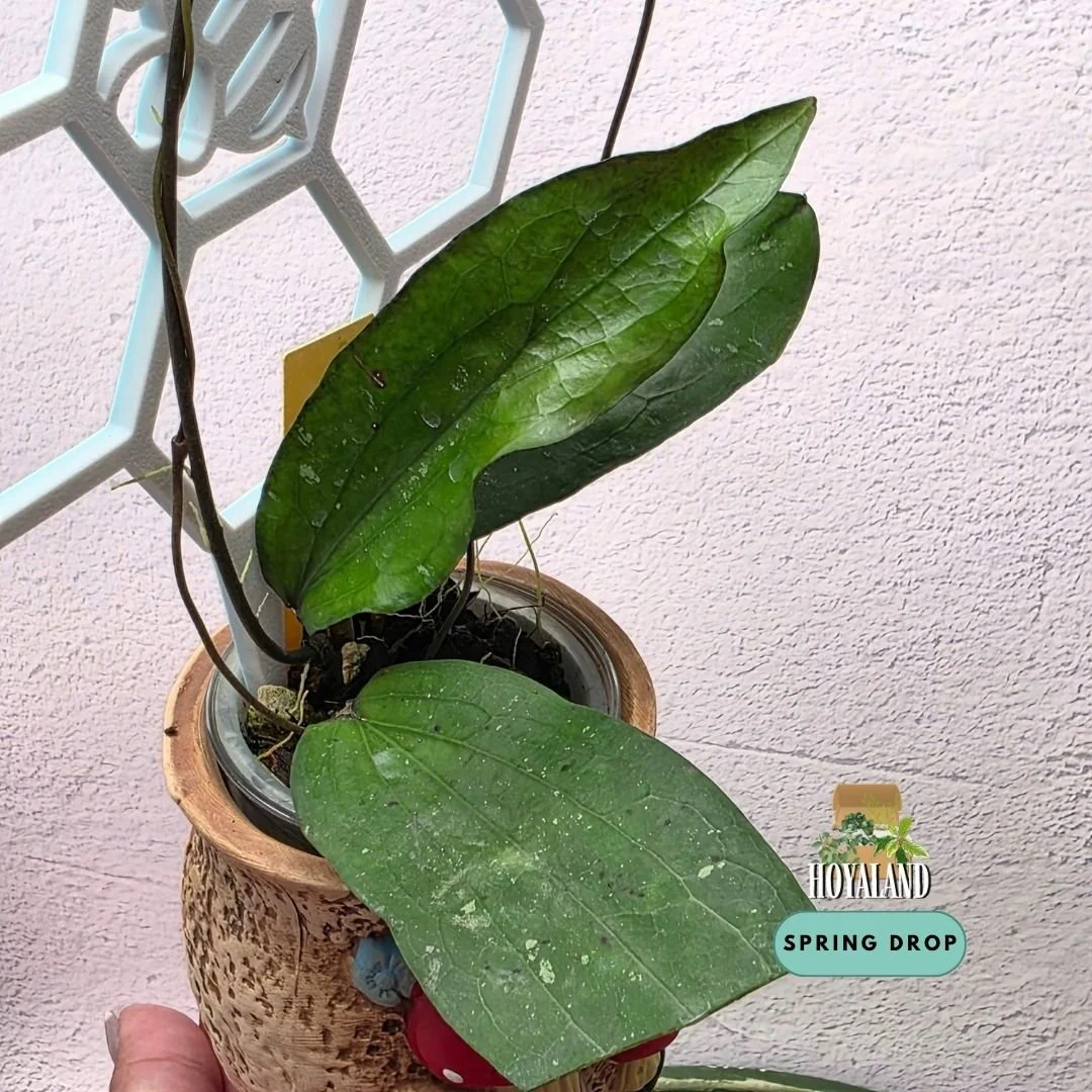Hoya erythrina bacho (5).jpg