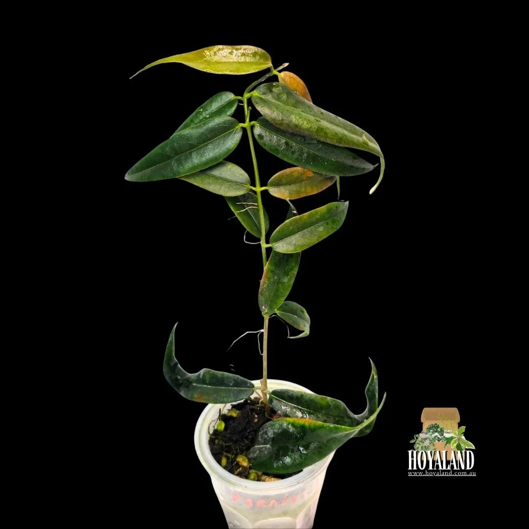 Hoya paradisea white large (3).jpg
