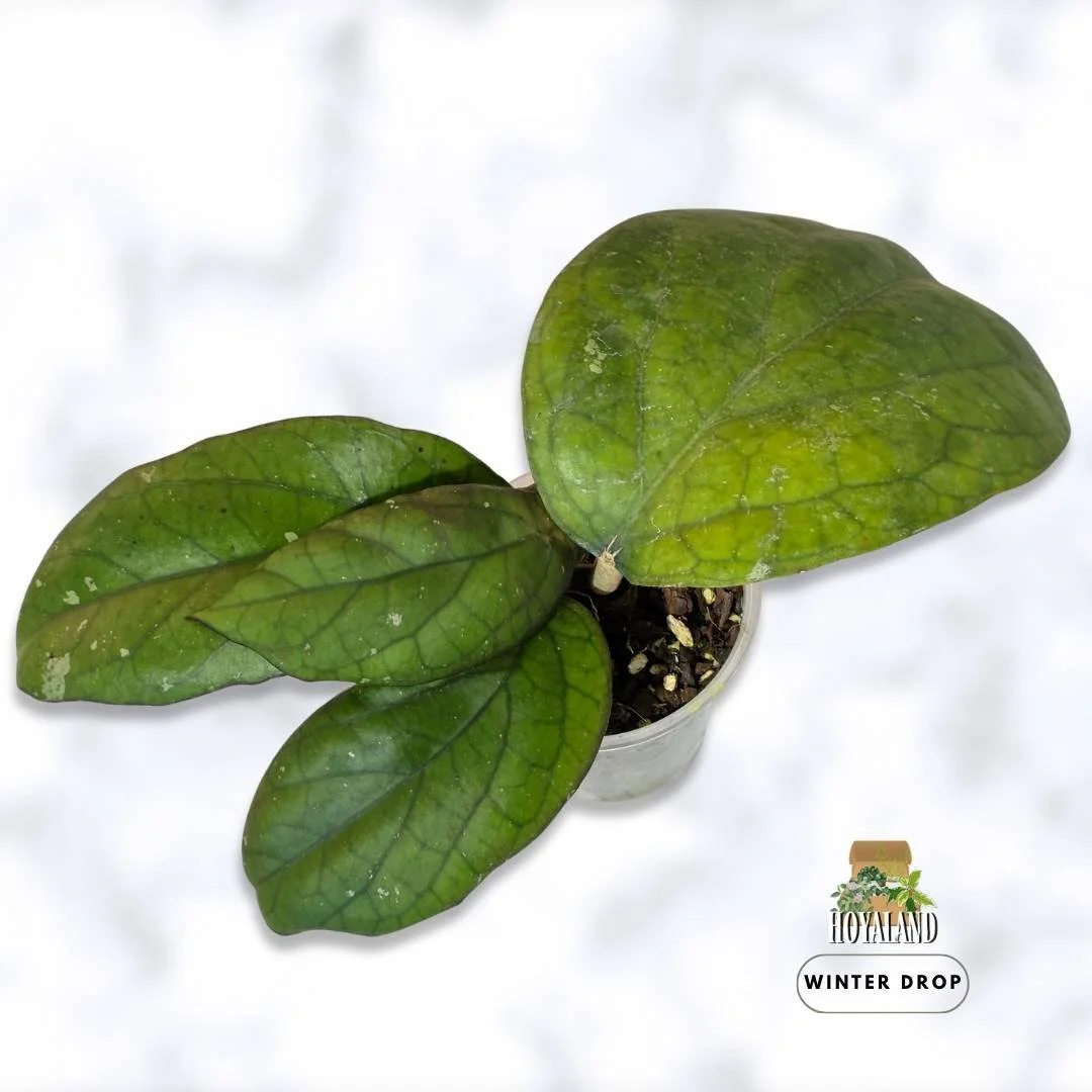 hoya-cv-elephant-large-leaf-specimen (3).jpg
