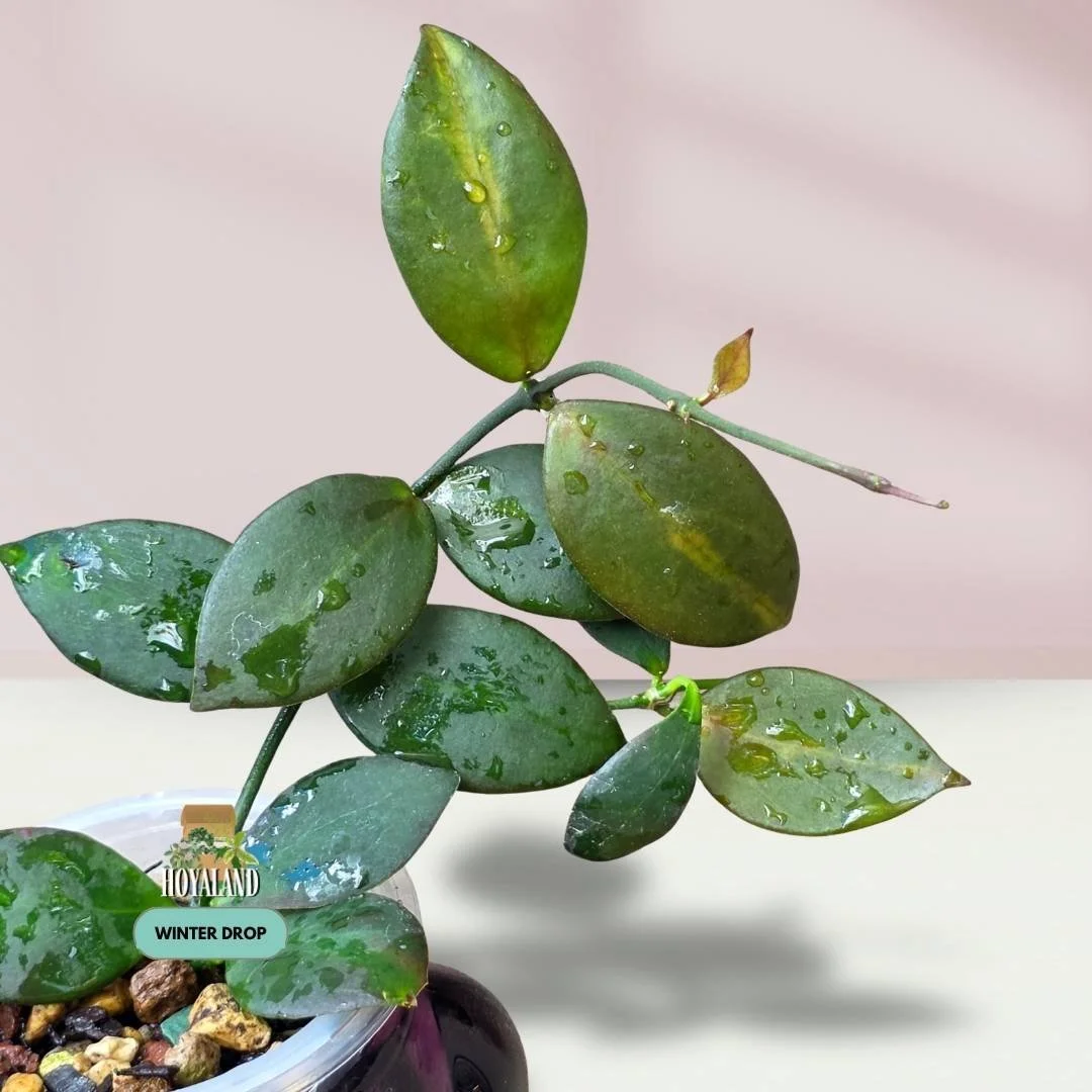 Hoya anulata PNG (IML 0084 / Rare Green-on-Green Variance)