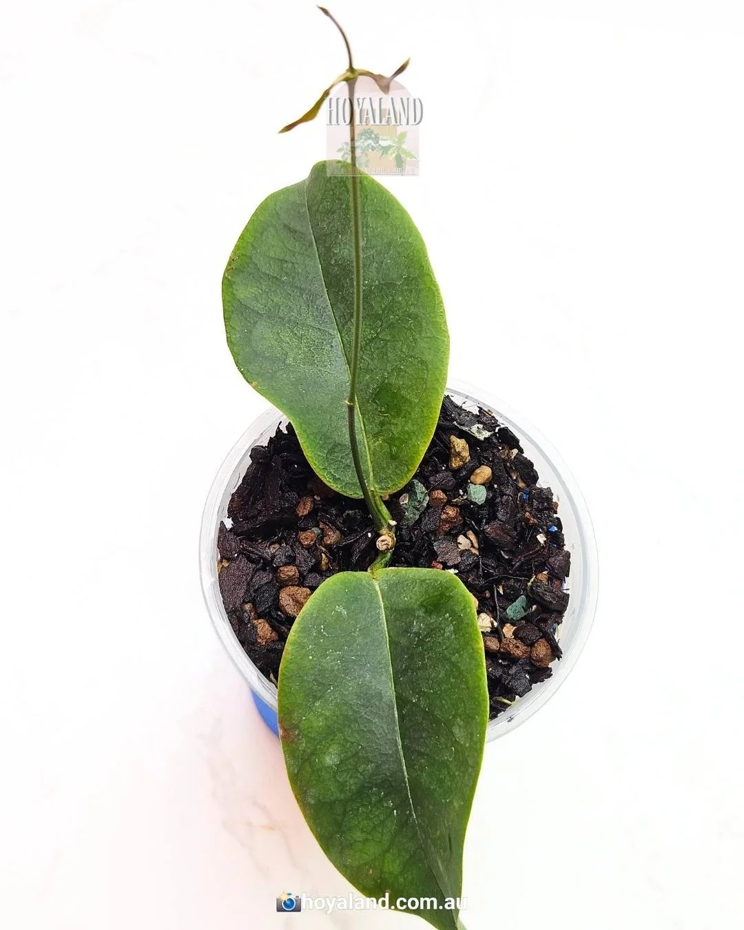 wallichii tenebrosa (1).jpg