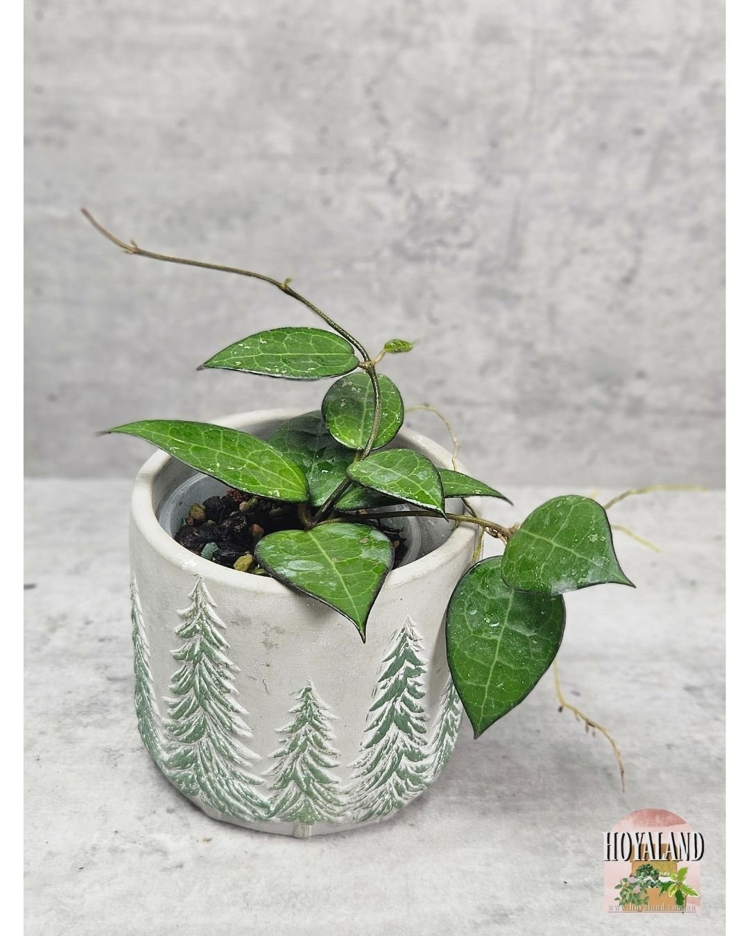 Hoya verticillata black margin a (4).jpg