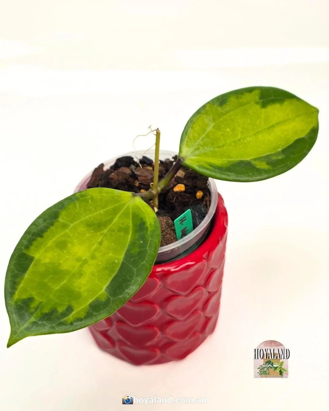 Hoya merrilii variegata (4).jpg