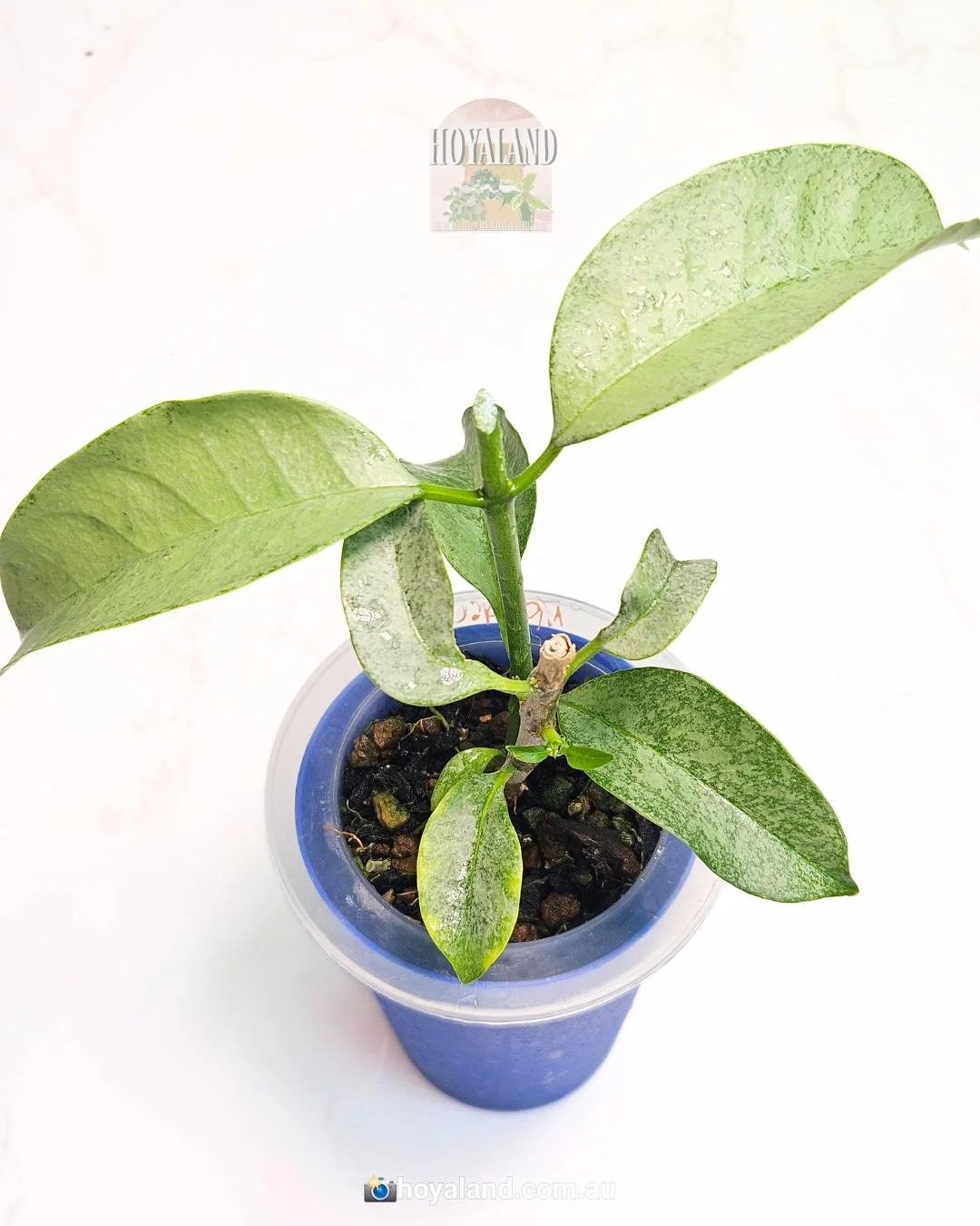 hoya multiflora wonderphil.jpg