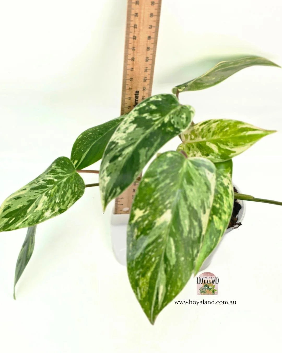 Philodendron emerald queen (5).jpg