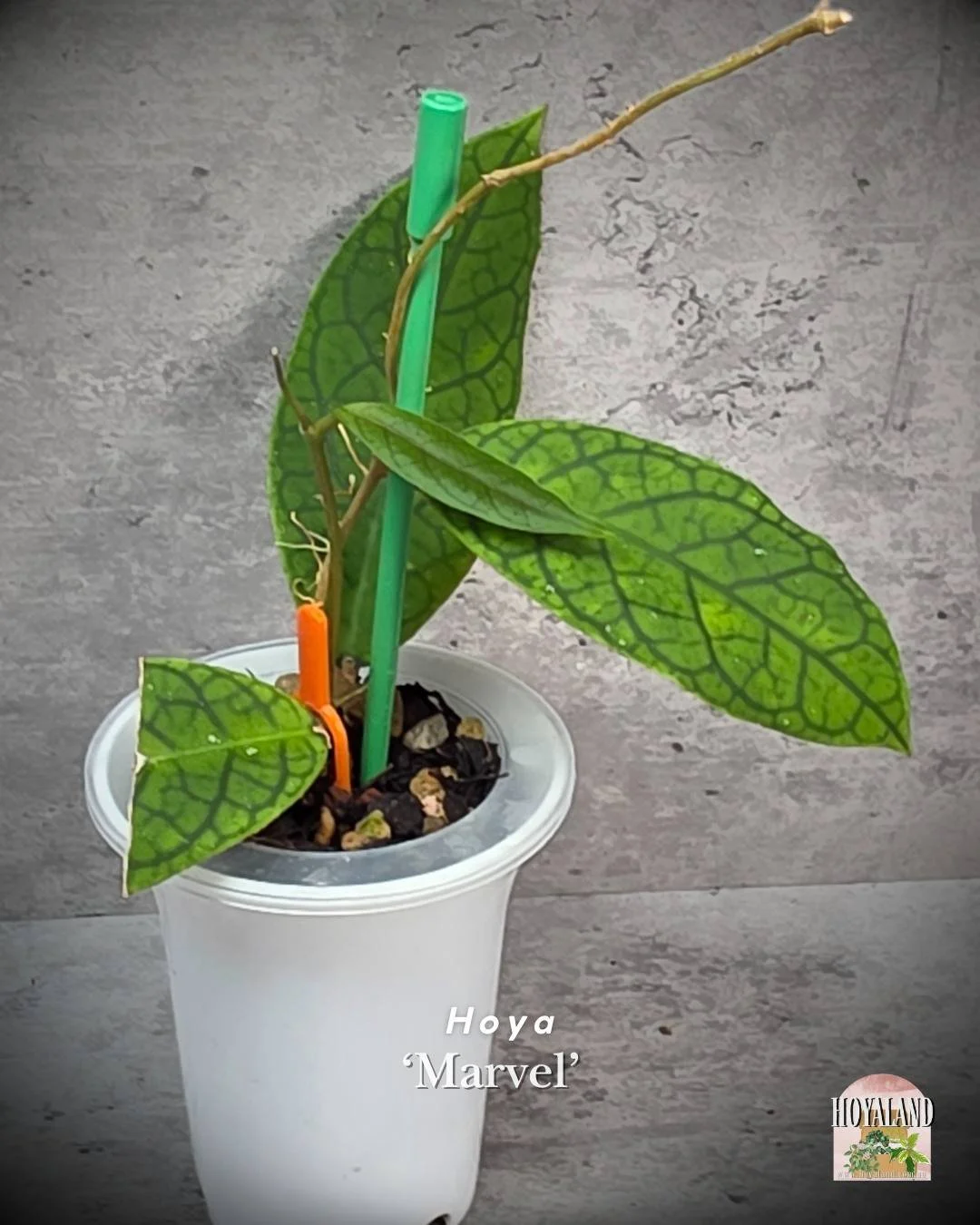 Hoya cv Marvels (4).jpg