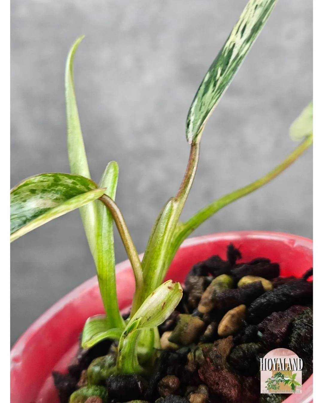 Philodendron emerald queen small (3).jpg