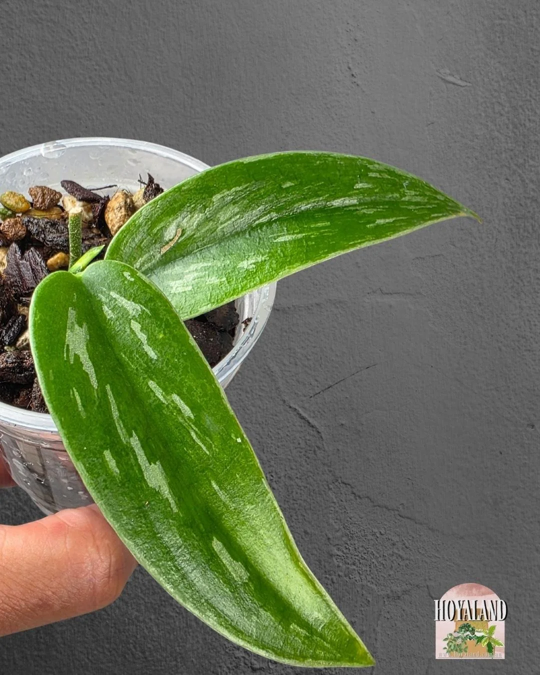 Scindapsus green army narrow (2).jpg