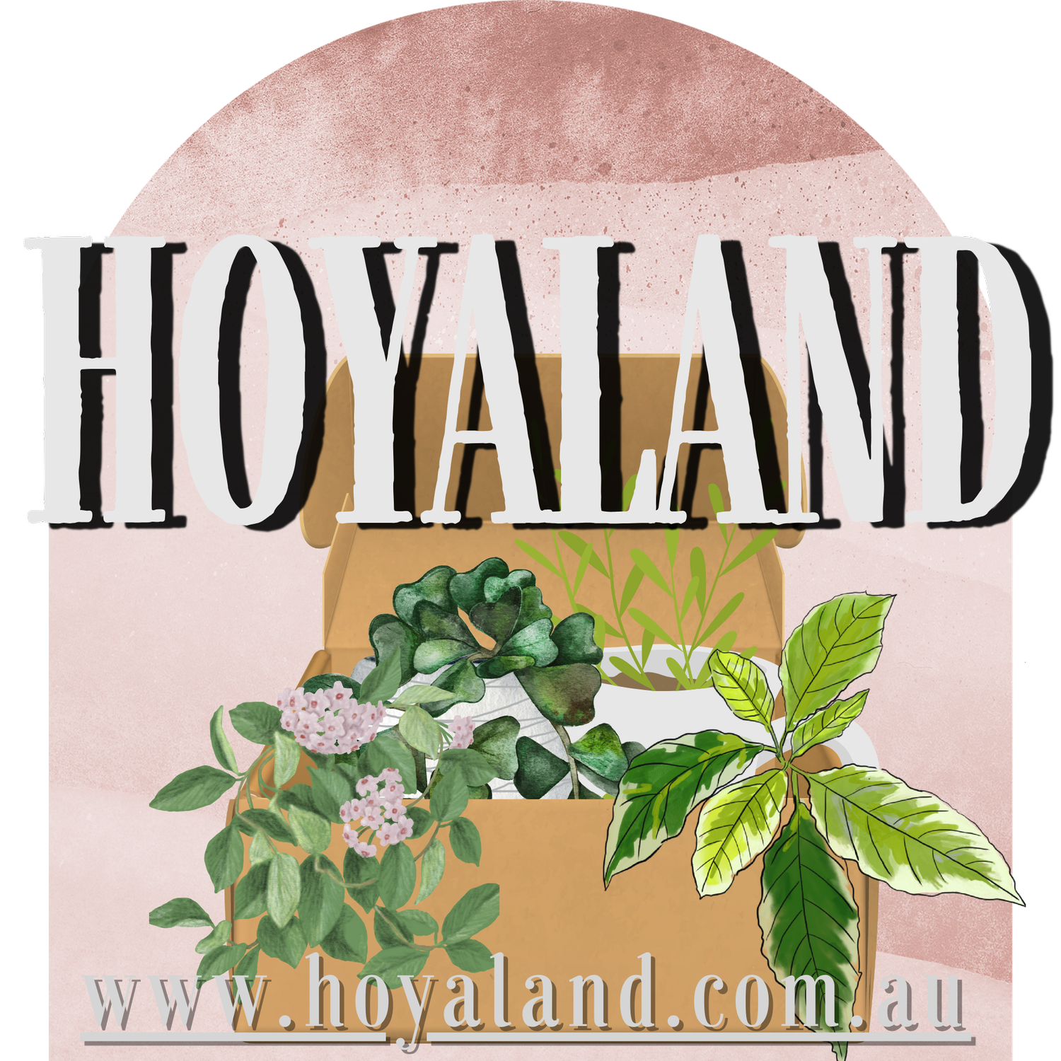 Hoya Land Rare Plants Australia