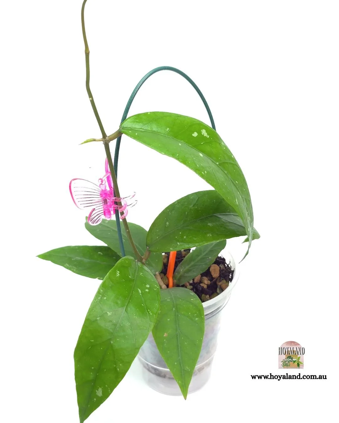 🍂 RARE VEINY Hoya sp Aceh CLONE C