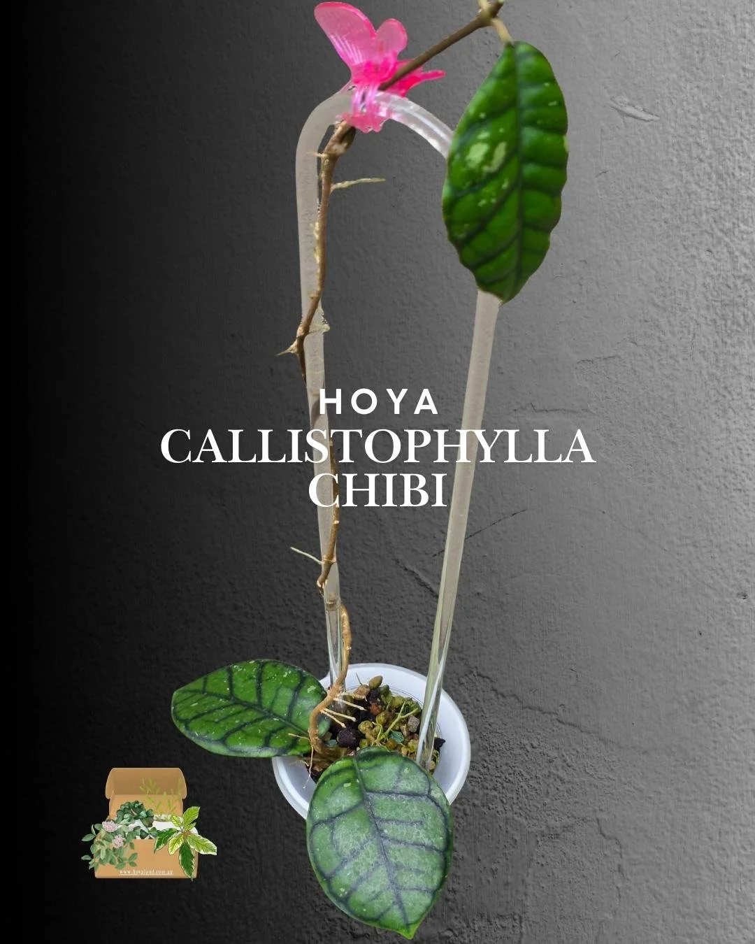 hoya callistophylla chibi (7).jpg