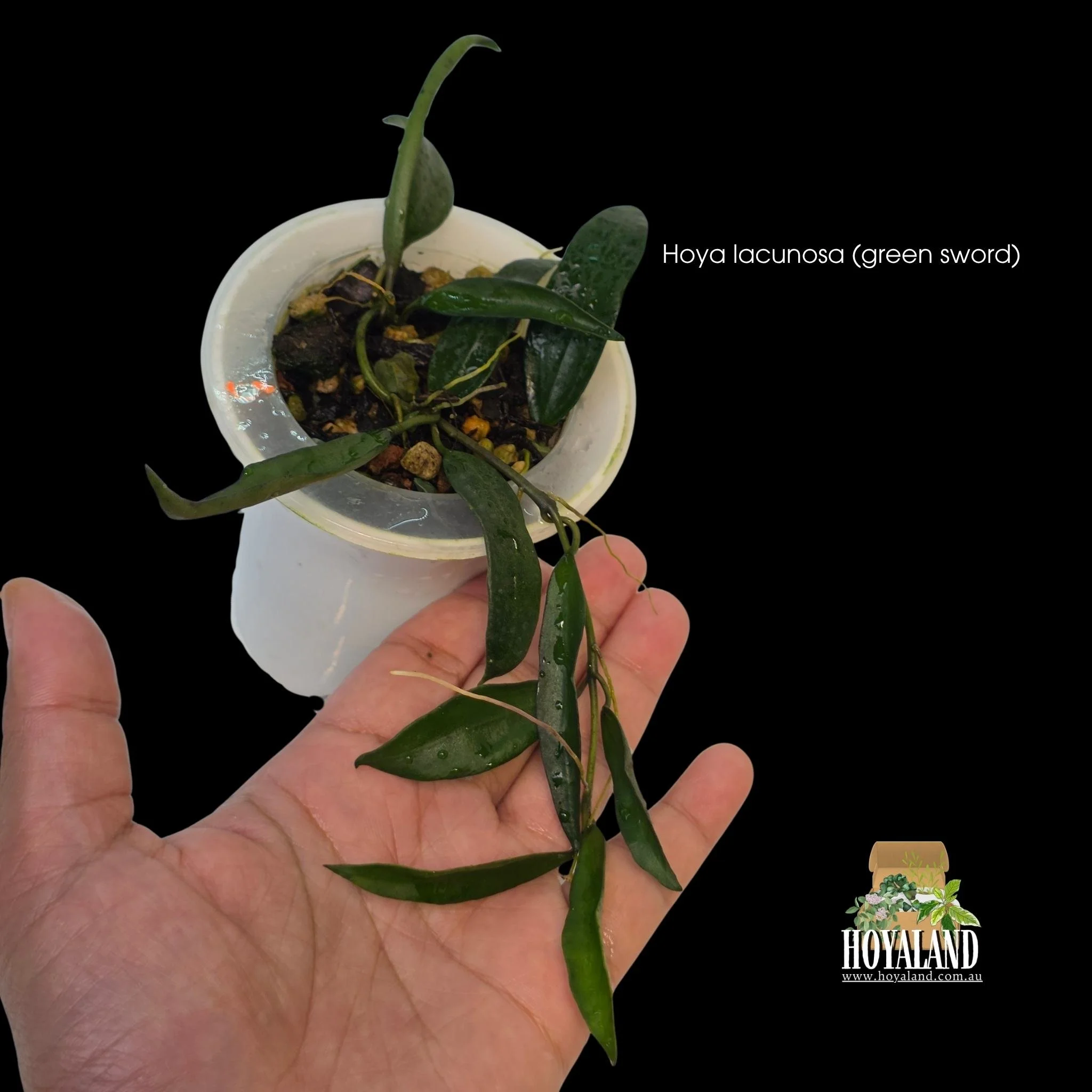 Hoya lacunosa Green Swords rare long leaf indoor plant displaying unique elongated sword like foliage on a trailing stem.