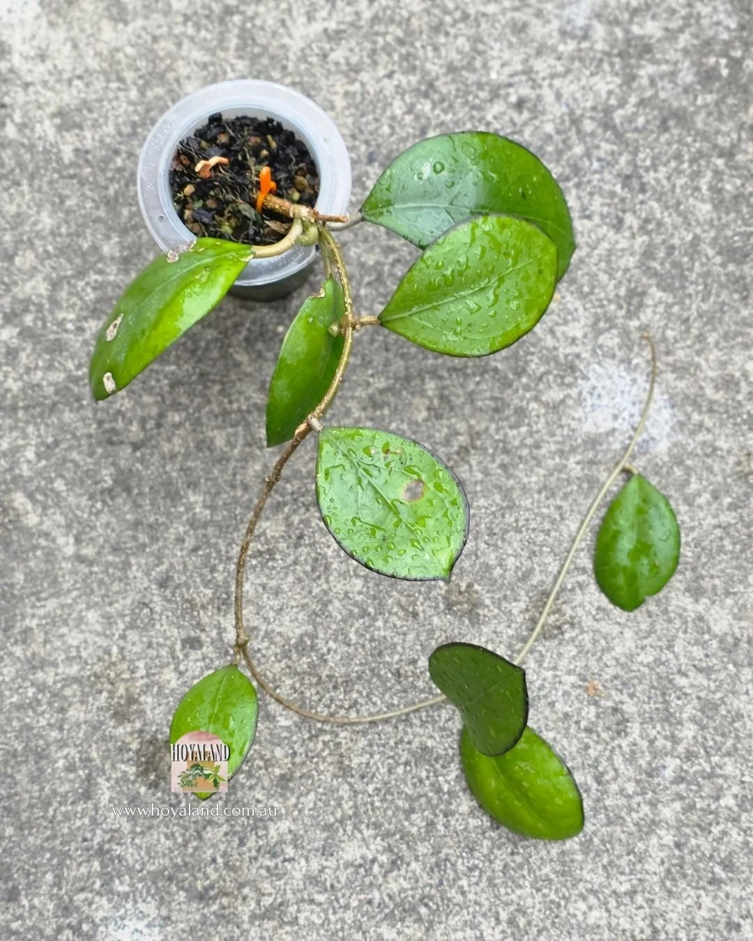 Hoya Nathalie (4).jpg