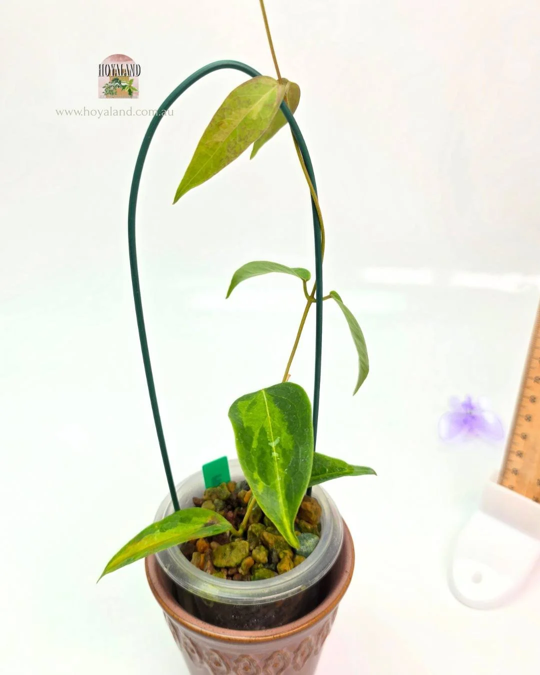 Hoya dennissii Frida (2).jpg