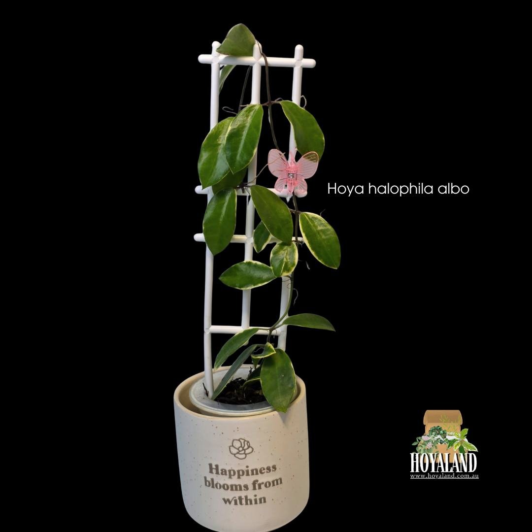 ⛄ Hoya halophila Albo | Rare Albomarginata Collector Hoya