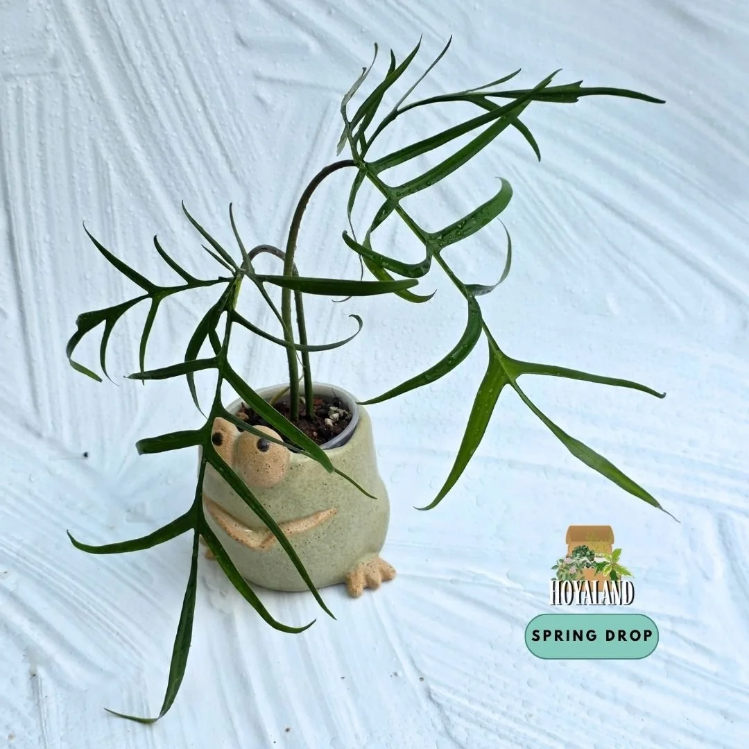 Philodendron polypodioides (3).jpg