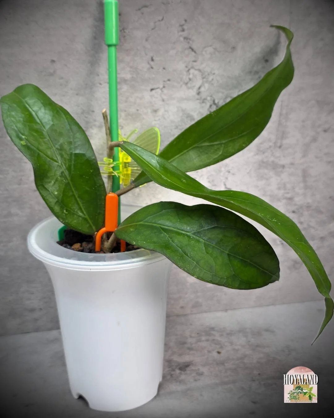 Hoya swiffers treat (3).jpg