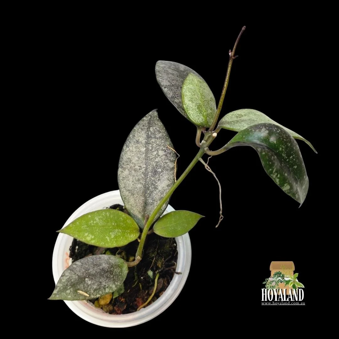 Hoya walliniana silver b (2).jpg