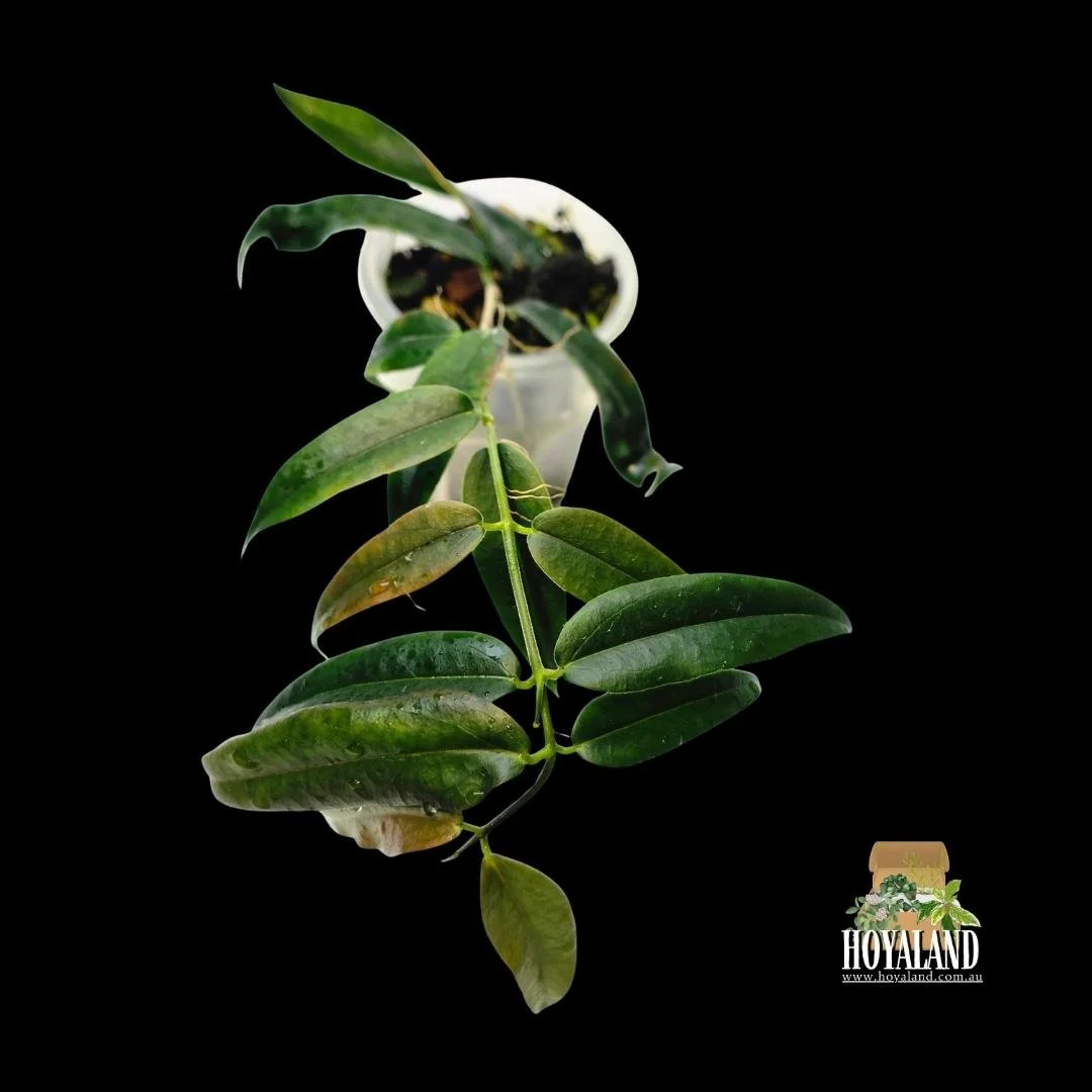 Hoya paradisea white large (1).jpg