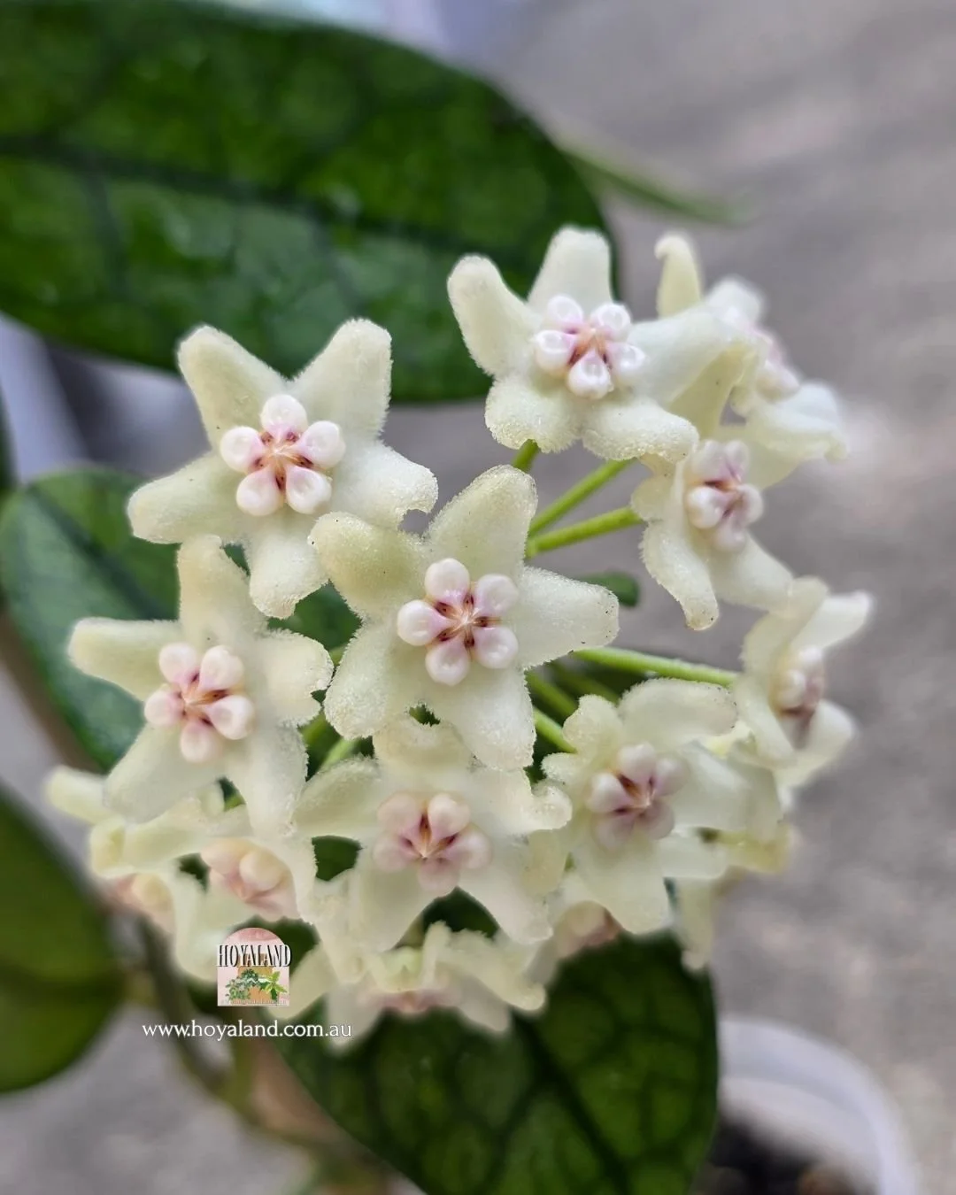 Hoya sichuanensis (4).jpg