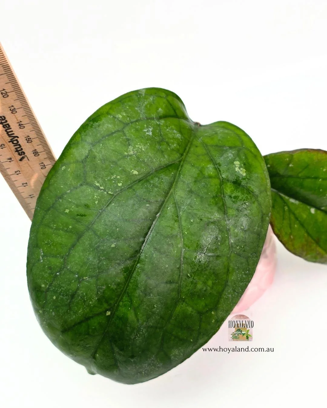 Hoya elephant A.jpg