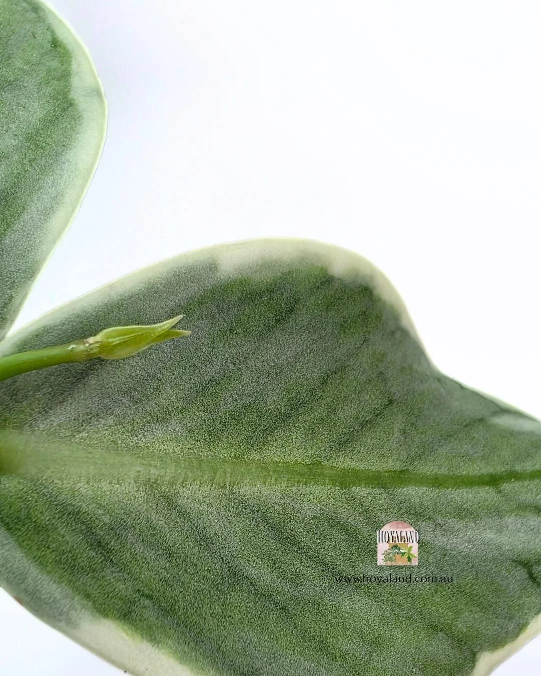 Hoya Jasminka.jpg