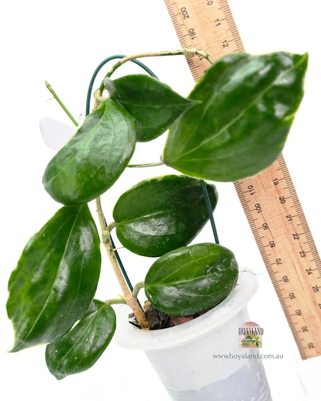 Hoya quinquinervia albo (3).jpg