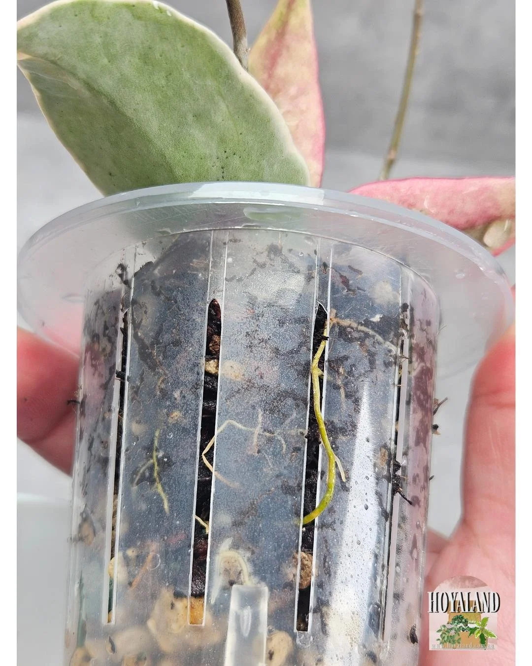 Hoya sp Panglay Albo (4).jpg