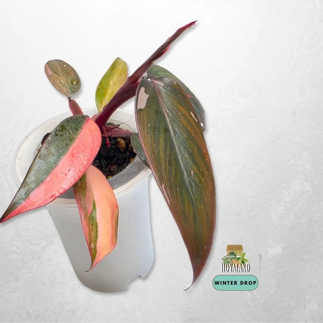 Philodendron Fire Princess grown from node displaying rich fiery variegation