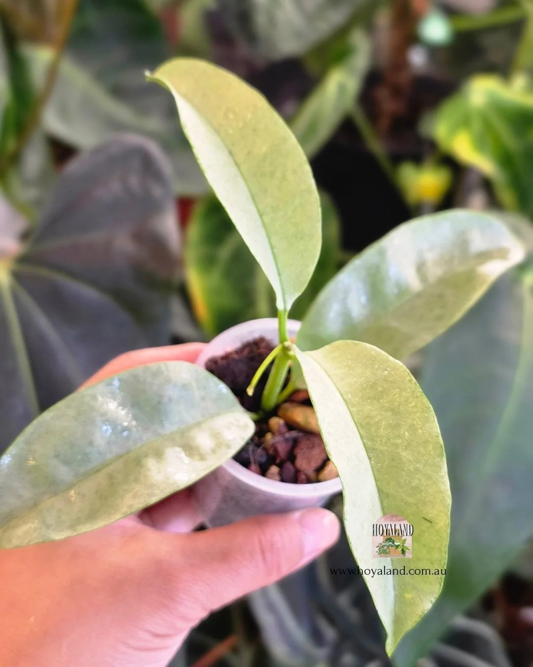 🍂 Hoya multiflora 'Wonderphil' | Stable Full Silver Leaf Hoya | Small