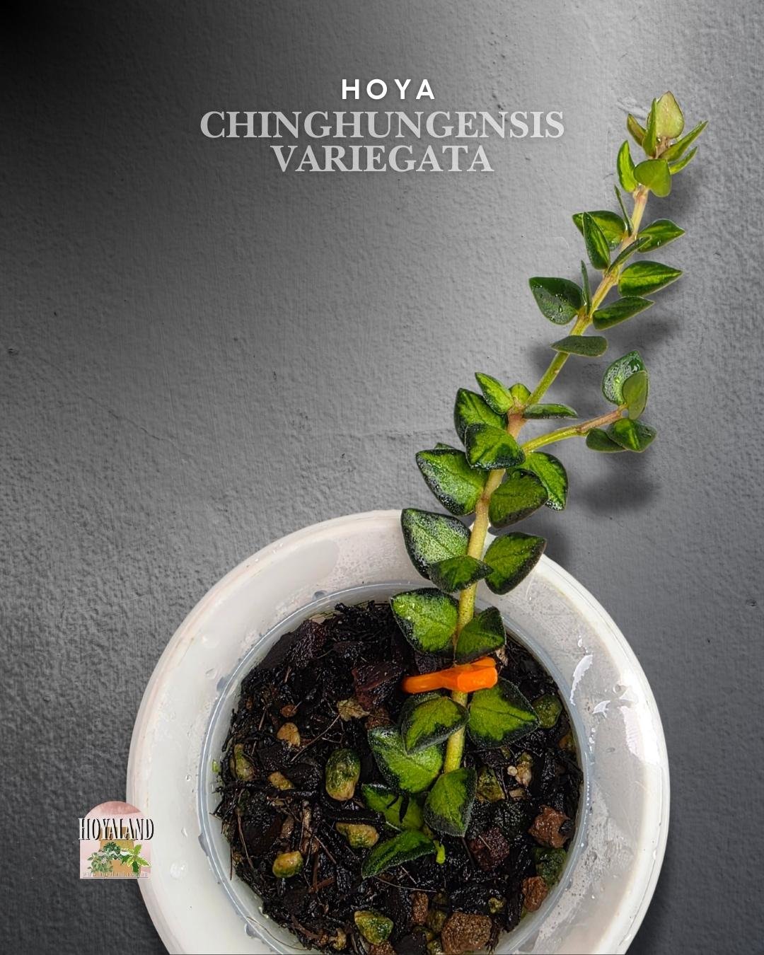 🌞 Hoya chinghungensis variegata 🎇