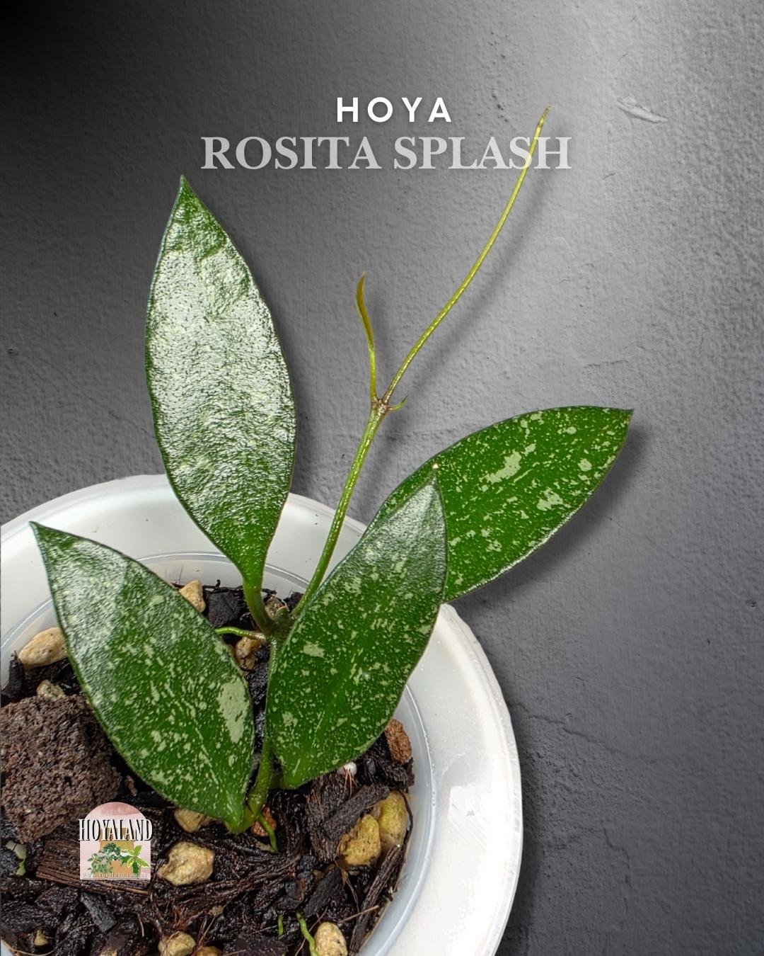 Hoya Rosita Splash (3).jpg