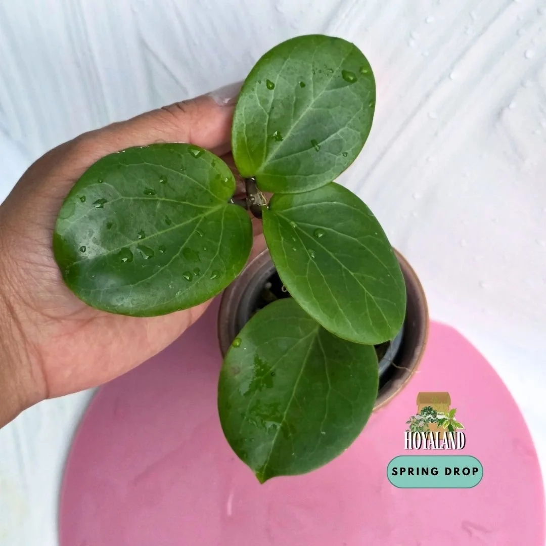 Established Hoya cv Rhiannon showing plump succulent rounded leaves from a kerrii cross erythrina hybrid