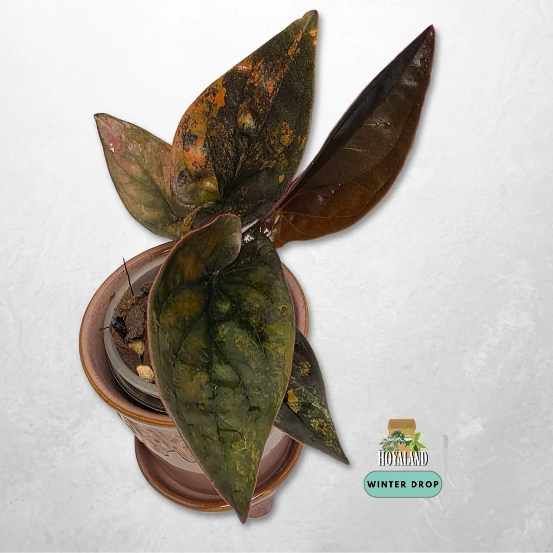 Established Syngonium Red Arrow Variegata with dark foliage, ruby backs, and gold to pink splash