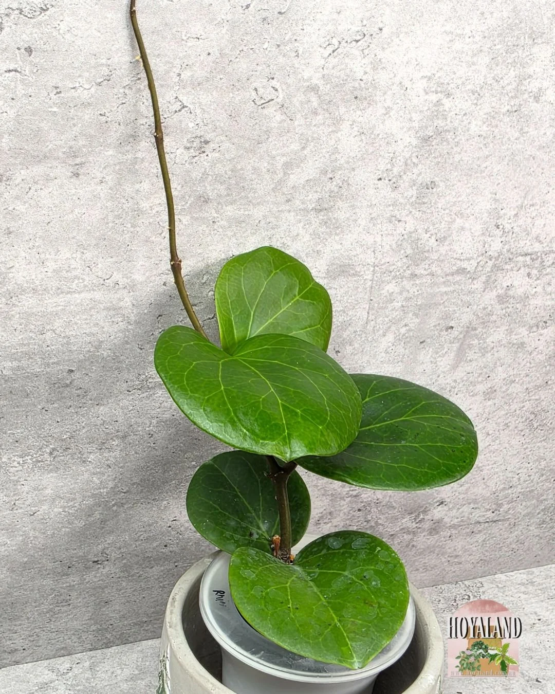 Hoya Rhiannon (3).jpg