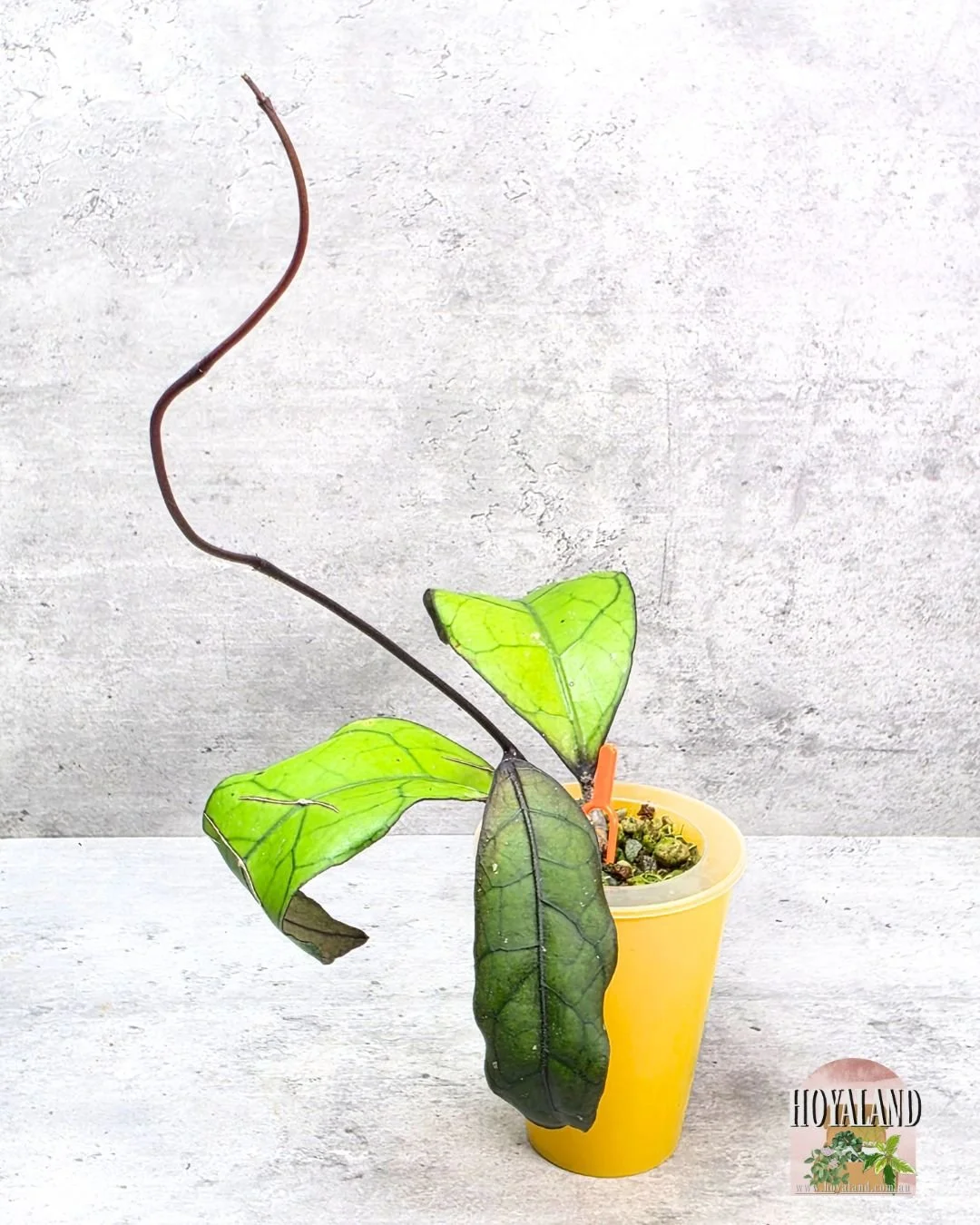 Hoya finlaysonii tabalong (5).jpg