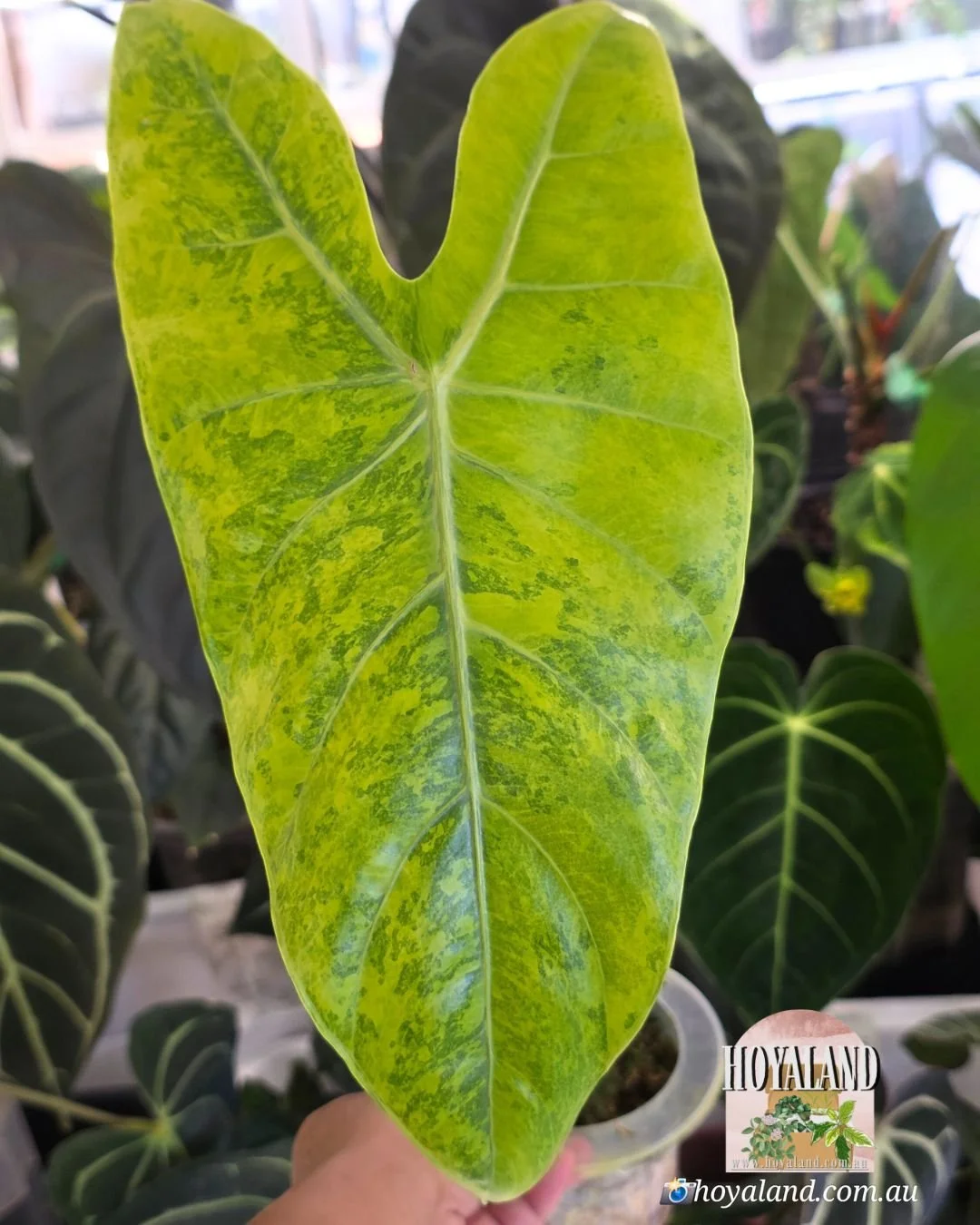 Alocasia lemon lime corm (2).jpg