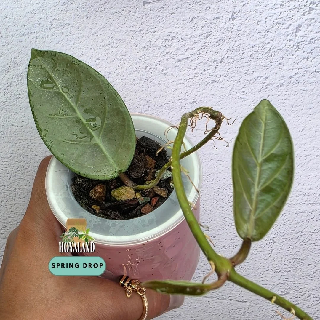 Established tip cutting of Hoya sp Lai Chau Silver showing dense metallic silver overlay, carved geometric veins, and purple-pink sunstressing