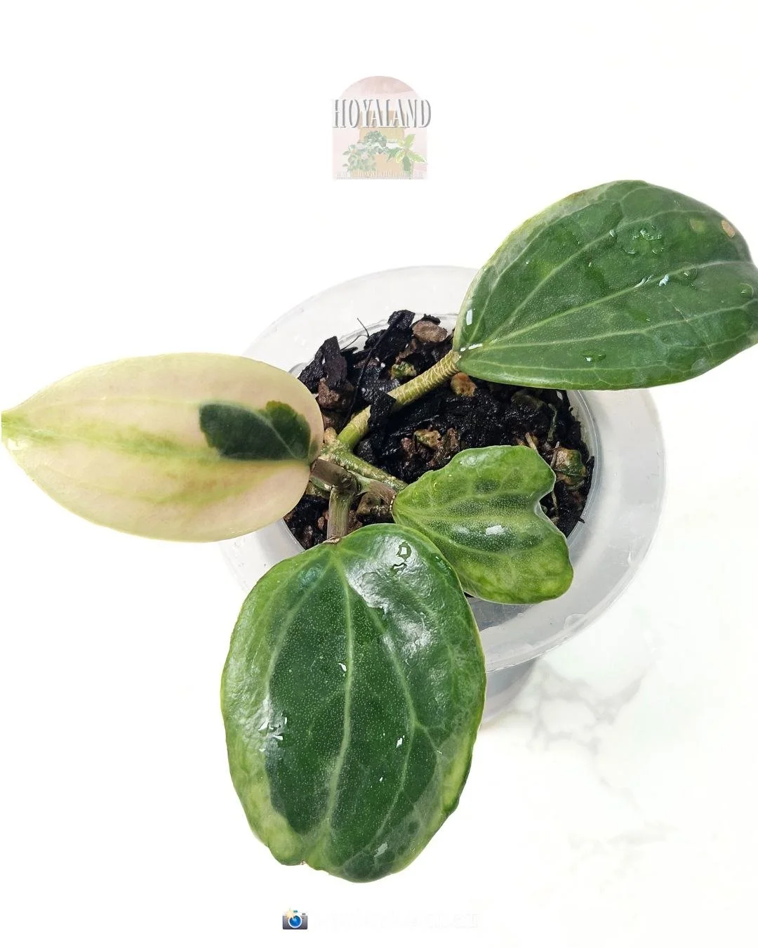 Hoya lil plu (1).jpg