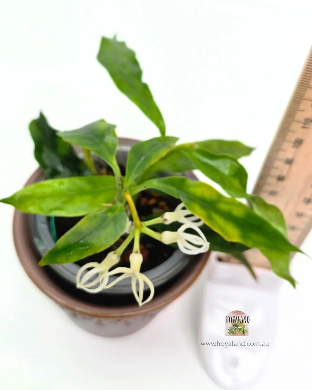 🍂 Rare Hoya decipulae | Cage-Shaped Flowers | Flowering