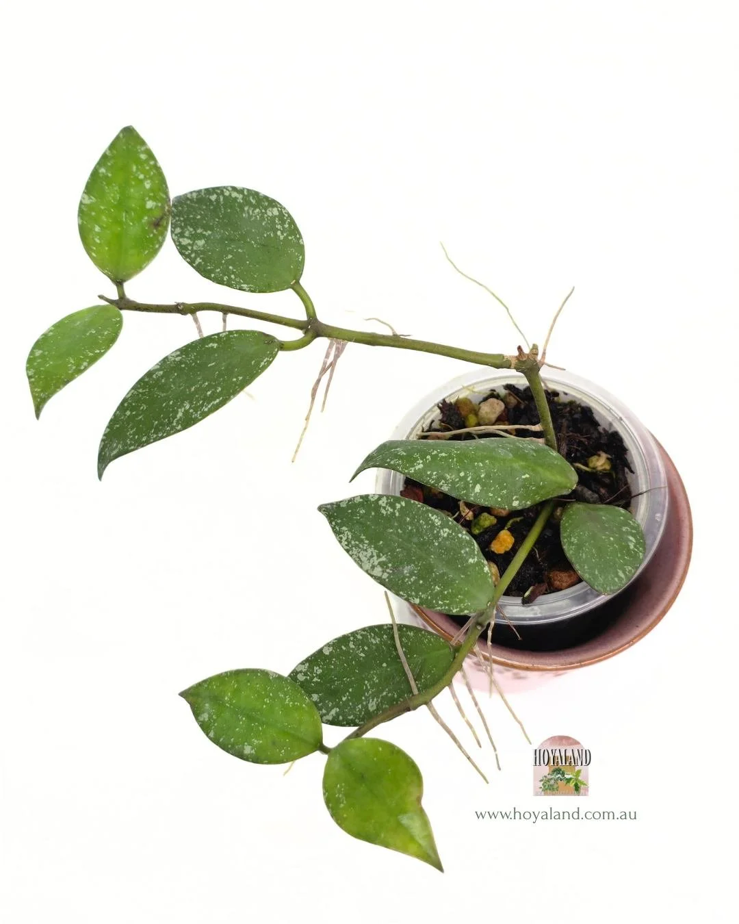 Hoya nabawanensis splash (4).jpg